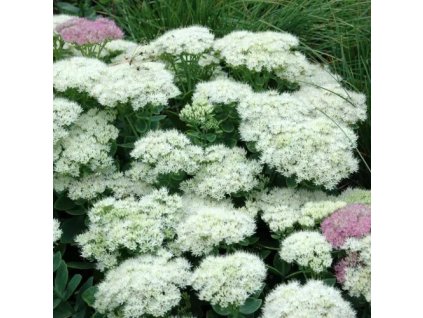 vyr 615 sedum stardust