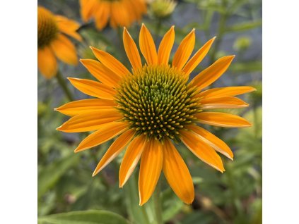 Třapatka nachová 'Lakota Yellow'  Echinacea purpurea 'Lakota Yellow´