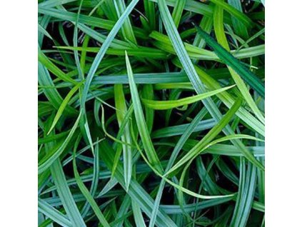 vyr 606 carex irish green