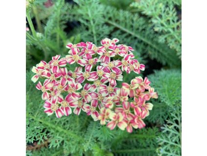 vyr 702 Achillea millefolium Desert Eve Deep Rose