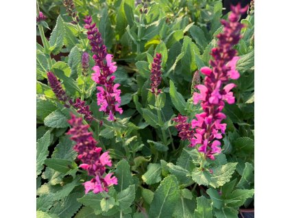 vyr 732 salvia deep rose