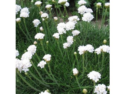 vyr 185 Armeria maritima Armada White Travnicka primorska Armada White