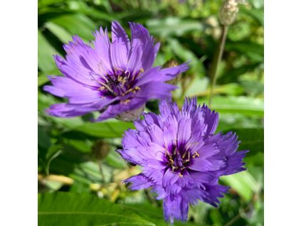 vyr 242 Catananche caerulea1 jpg