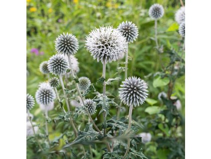 vyr 276 Echinops banaticus Star Frost