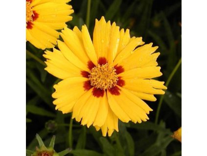 vyr 354 Coreopsis grandiflora Domino