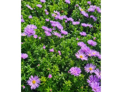 vyr 928 20230925 131237 1152x1536