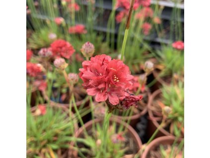 vyr 189 EEEA6047 61CA 4032 9F38 D3DE0BA1CF07