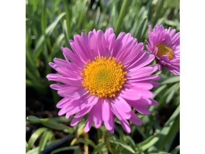 vyr 214 7DFD18C5 71F9 411A B07A 18932817A988