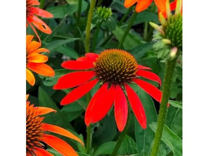vyr 364 Echinacea purpurea Lakota Orange