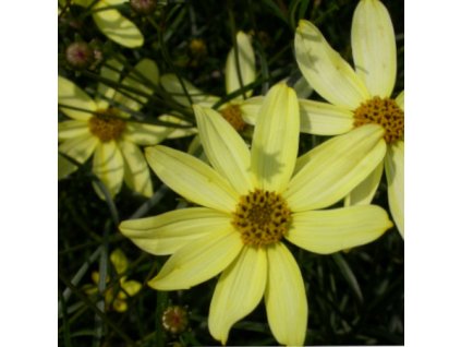vyr 353 Coreopsis verticillata Moonbeam
