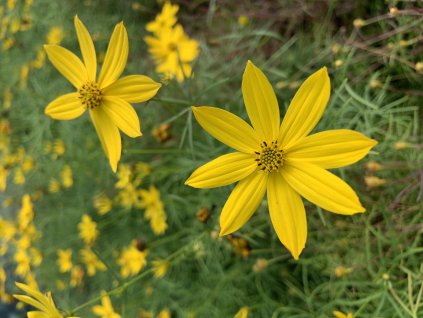 vyr 611 9BF588DF 68F2 4426 B05B EA98B94C09E3