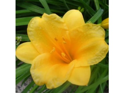 vyr 604 hemerocalis stella doro