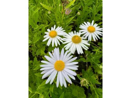 vyr 974 aster novi belgii Wwite jpg