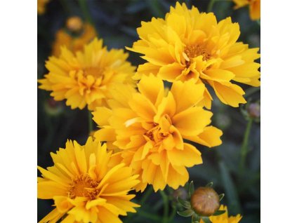 vyr 319 coreopsis sunray