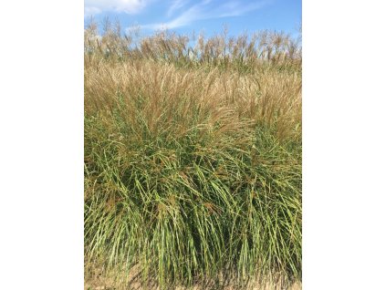 Ozdobnice čínská "Adagio"  Miscanthus sinensis "Adagio"