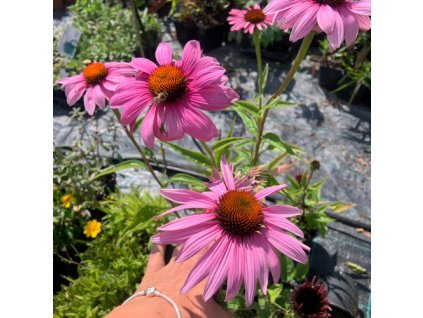 vyr 761 echinacea Bright rose jpg