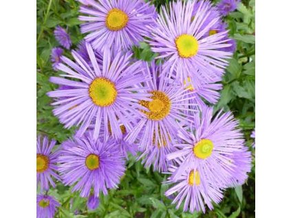 vyr 279 Erigeron speciosus Grandiflorus