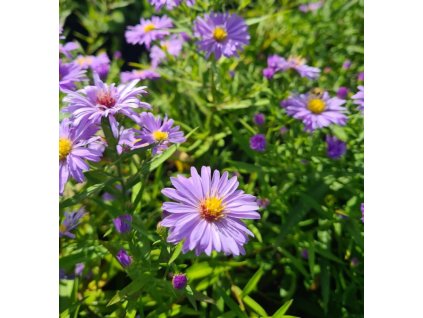 vyr 690 20231002 133312 1152x1536