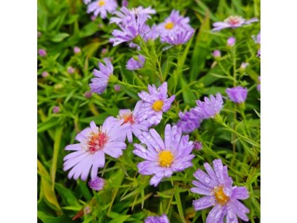 vyr 963 Aster Lady in Blue