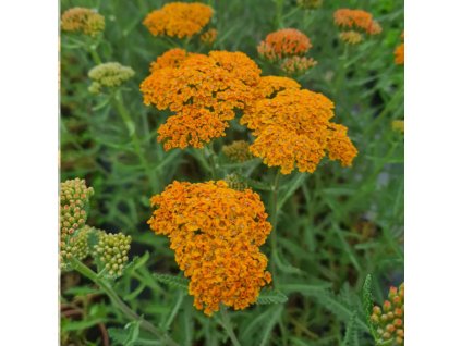 vyr 847 Achillea millefolium Terracotta