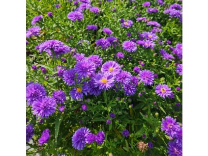 vyr 964 Aster novi belgii Magic Blue