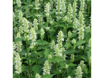 vyr 131 agastache rugosa alba