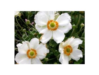 vyr 153 Anemone hupehensis Andrea Atkinson Sasanka Andrea Atkinson