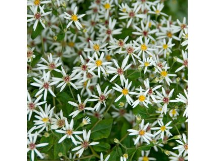 vyr 215 Aster divaricatus