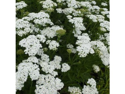 vyr 136 achilea Sneetaler