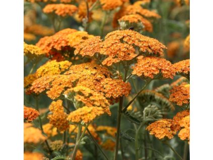 vyr 621 achillea millefolium terracota orange yarrow