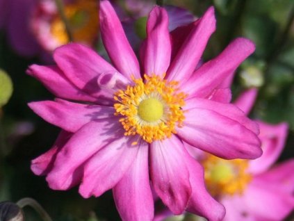 vyr 165 Anemone hupehensis Prinz Heinrich Sasanka Prinz Heinrich