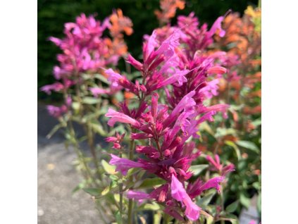 vyr 371 agastache Rosie Posie