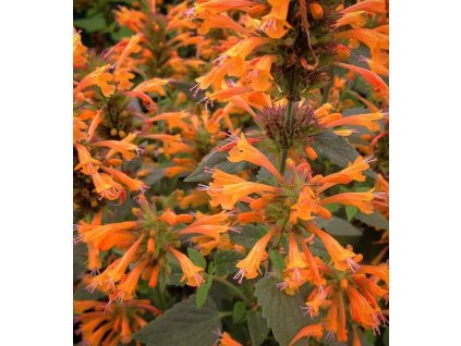 vyr 128 Agastache Kudos Mandarin Agastache hybrida Kudos Mandarin