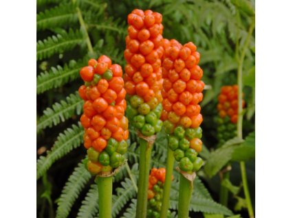 vyr 488 Arum italicum1