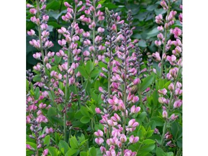 vyr 229 Babtisia australis Pink Truffes