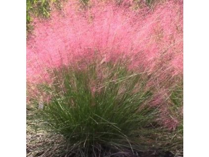 vyr 656 muhlenbergia capillaris