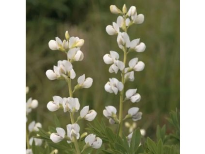 vyr 228 Babtisia australis Alba