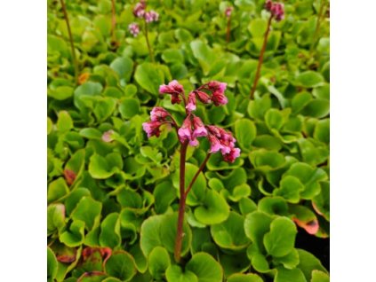 vyr 966 Bergenia cordifolia Rose