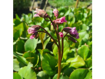 vyr 848 Bergenia cordifolia Shoeshine Rose