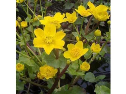 vyr 624 Caltha palustris