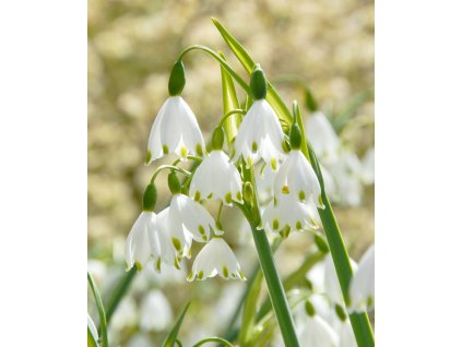 vyr 543 Leucojum aestivum Gravetye Giant 5