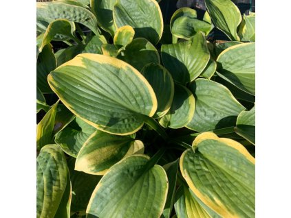 vyr 786 hosta aureomarginata