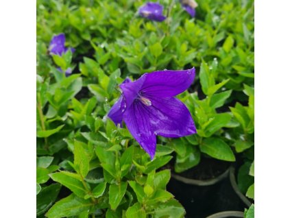 vyr 706 Platycodon grandiflorus Astra F1 Blue