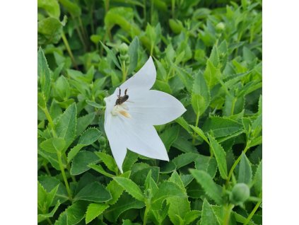 vyr 707 Platycodon grandiflorus Astra F1 white