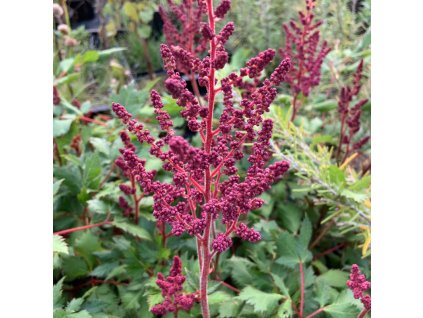 vyr 734 astilbe vision in red