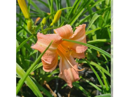 vyr 846 Hemerocallis hybride Children Festival