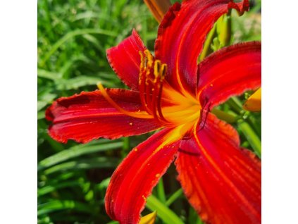 vyr 842 Hemerocallis hybrida Crimson Pirate