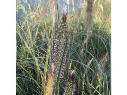 vyr 206 Pennisetum Weserbergland