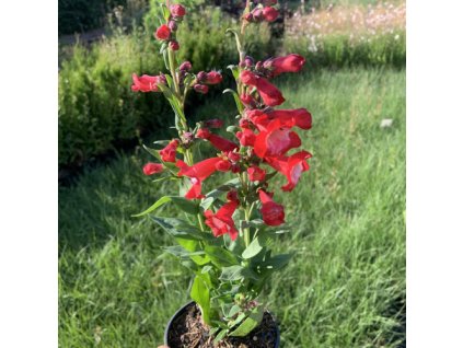 vyr 363 Penstemon hartwegii Polaris Red