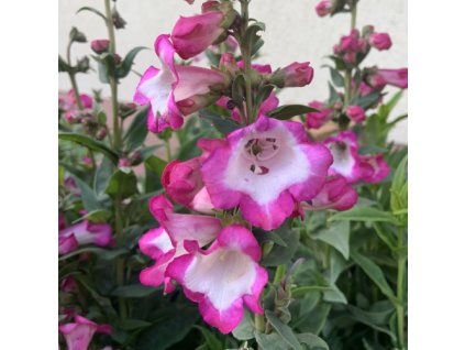 vyr 360 penstemon polaris rose